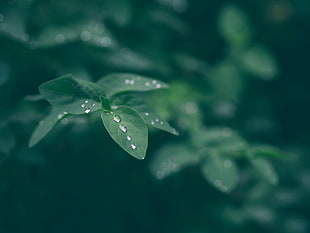 green leafed plant, Dew, Leaf, Drops