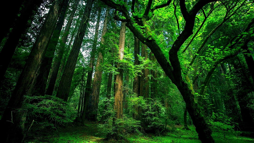 green forest HD wallpaper