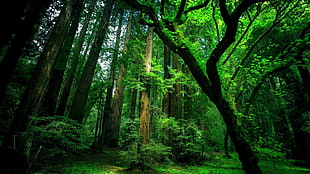 green forest HD wallpaper