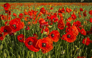 red Poppies field at daytime HD wallpaper