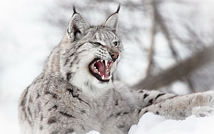 gray wild cat, animals, lynx, nature, snow