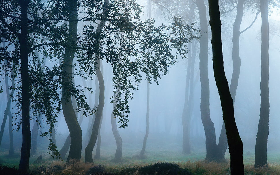 stand of trees, landscape, trees, forest, mist HD wallpaper