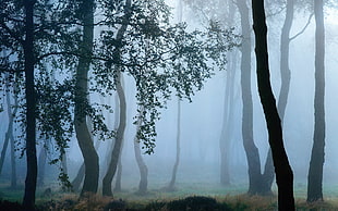 stand of trees, landscape, trees, forest, mist
