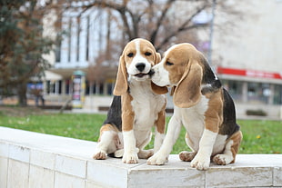 two brown and black beagle puppies, dog