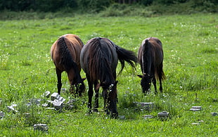 three brown horses on grass fields
