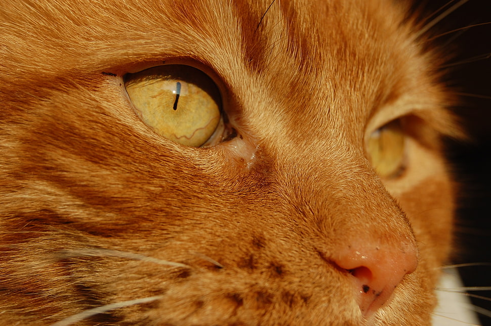 orange tabby cat, cat HD wallpaper