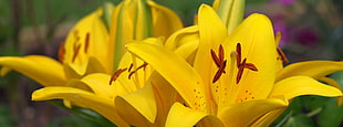 closeup photography of yellow lily flowers HD wallpaper