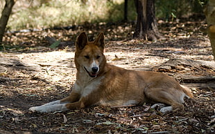 brown and white short-coated dog lying down near trees at day time