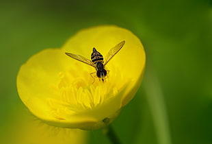 Robberfly perched on yellow petaled flower in selective focus photography, buttercup