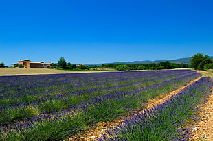 purple flowers on fields, lavender fields HD wallpaper