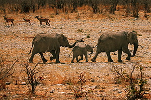 three elephant photo