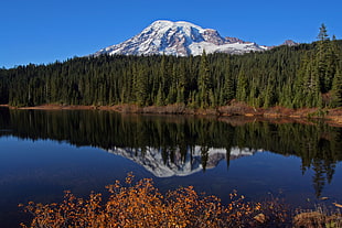 trees beside body of water during day time, mount rainier HD wallpaper