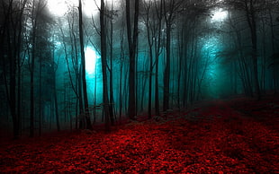 forest scenery, nature, landscape, red, blue