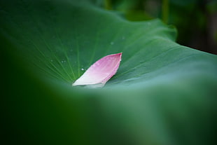pink Lotus petal on a lily pad macro photo HD wallpaper