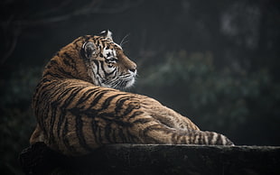 brown and black tiger, tiger, animals, big cats HD wallpaper