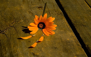 orange flower, flowers