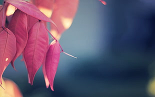 pink leaf, leaves, plants, nature