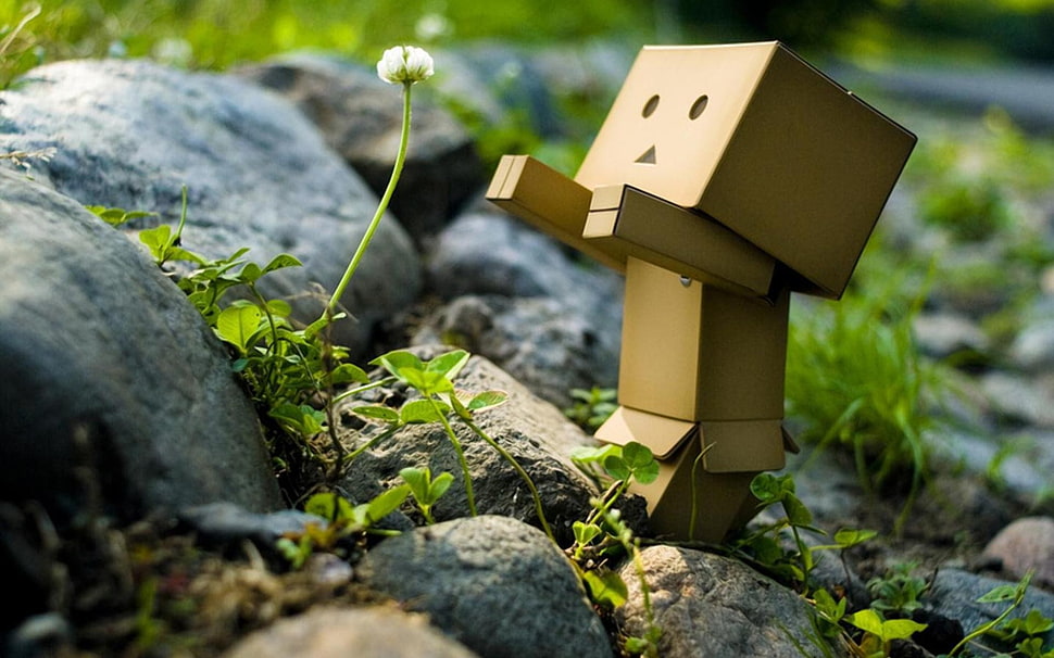 brown cardboard box decor, Amazon, Danbo HD wallpaper