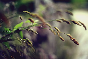 green leaves in tilt shift lens photography HD wallpaper
