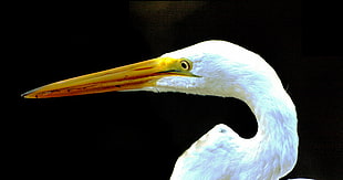 Great Egret focus photography HD wallpaper