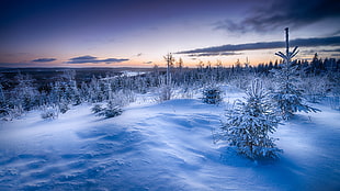 landscape photography of snow-covered ground and trees HD wallpaper