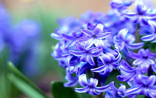 purple Lavender flower closeup photography