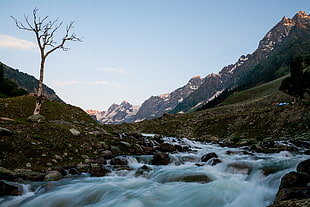 tree on side of river, sonmarg, india HD wallpaper