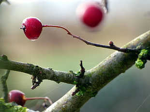 closeup photo of red round fruit