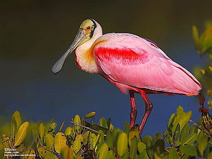 pink and yellow long beak bird, birds, leaves, animals