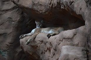 lioness on cave