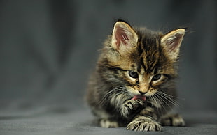 brown and black tabby cat, animals, cat