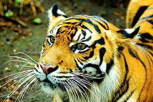 shallow focus photograph of tiger during daytime HD wallpaper