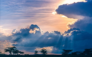 silhouette of trees under cloudy sky at daytime, nature, landscape, sunset, clouds