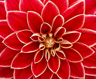 macro photo of red Dahlia flower