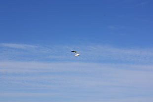 white seagull, nature, landscape, Karelia, birds