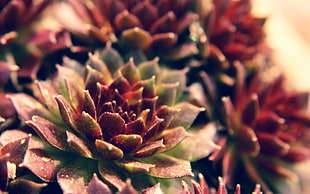 selective blur photography of red and green succulent plant