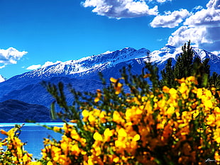 blue mountain during daytime, wanaka HD wallpaper