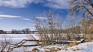 Bushes,  Winter,  Colorado,  Trees HD wallpaper