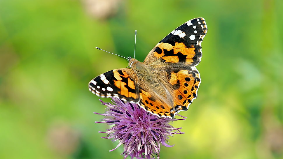 Painted Lady Butterfly perched on pink flower HD wallpaper