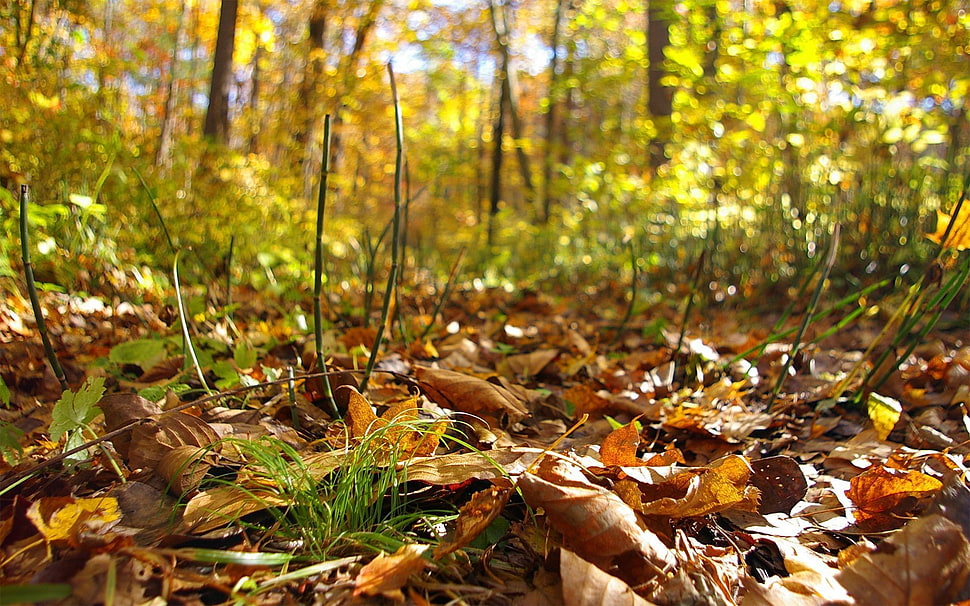 close-up photo of brown leaves HD wallpaper