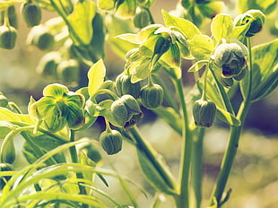 green leafy plant, Hellebore, Buds, Stems