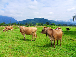brown cattles on grass field during daytime, cows HD wallpaper