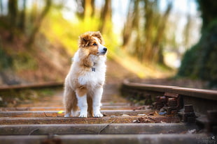 tan and white rough collie puppy standing on concrete stairs at daytime