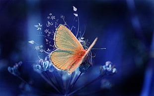 common blue butterfly wallpaper, butterfly HD wallpaper