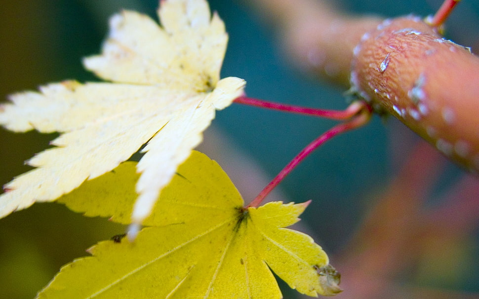 selective focus of green leaf HD wallpaper