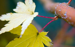 selective focus of green leaf HD wallpaper