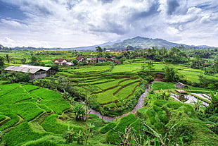 green rice field, terraced field, landscape, nature, field HD wallpaper