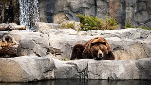 brown polar bear, animals, bears, waterfall
