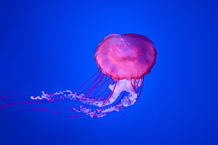 pink jellyfish HD wallpaper