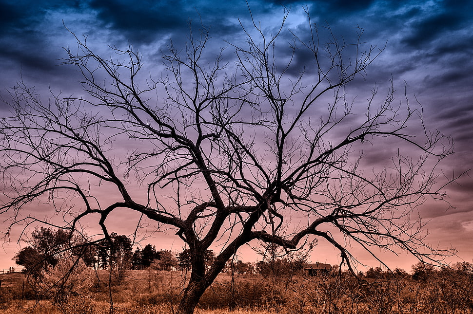 silhouette of tree at sunset HD wallpaper